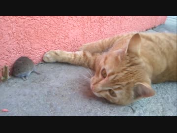 ホモと学ぶネズミvsネコ