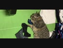 洗濯後の靴下が大好きな雫ちゃん