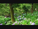 長居植物園で紫陽花見たきた