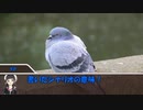 【CoC？】鳩ですが、何か？ Part1【実卓リプレイ】