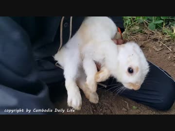 ホモと学ぶウサギトラップ２