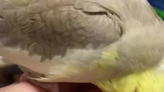 【オカメインコ】シナモンさんカキカキタイム【手乗り】