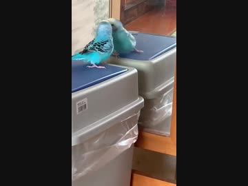 大きい鏡が嬉しくて踊るインコ