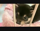 【豆柴】可愛すぎると家庭内で話題の子犬動画がこちら【タオルはむはむ】
