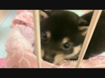 【豆柴】可愛すぎると家庭内で話題の子犬動画がこちら【タオルはむはむ】