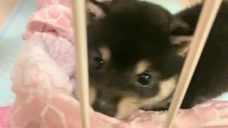 【豆柴】可愛すぎると家庭内で話題の子犬動画がこちら【タオルはむはむ】