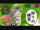 0705【ツミの子供が仲良く捕食の練習】ツバメ、ヒヨドリ、スズメの雛も、カルガモ親子にパン投げやめて【今日撮り野鳥動画まとめ】身近な生き物語