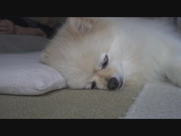 涼風を感じながら眠るポメラニアンモモ