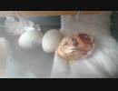 コールダック孵化介助ちぅ