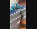 「見てろ！」と命令する偉そうなインコ