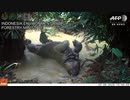 絶滅危惧種のジャワサイを撮影 インドネシア