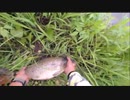 07.05 【魚釣り】雨上がりのドブ川で