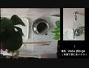 【vlog練習】アカヒレ水槽 ~3ヵ月後~【ゆっくり】