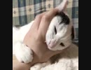 飼い主の手にブチギレる猫