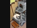 キャットタワー完成（生後2ヶ月）