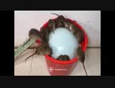 ホモと学ぶ簡単ネズミトラップ