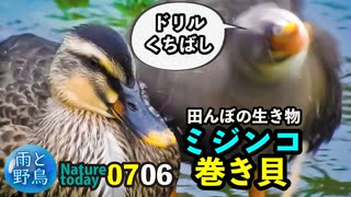 0706【雨、増水のカルガモ親子達】おまけ、田んぼの生き物ヒメモノアラガイ、ミジンコなど【今日撮り野鳥動画まとめ】身近な生き物語