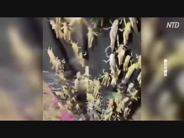 4000億のサバクトビバッタ、第一陣が中国本土に到達