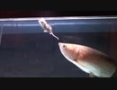 ホモと見るネズミ捕食.bravelittletailor