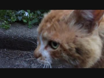 古参ボス猫、晩年にその地位を若猫に継承する