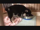 【豆柴】クチャラーだけど、不快感が一切ない子犬の食事シーン【ASMR】