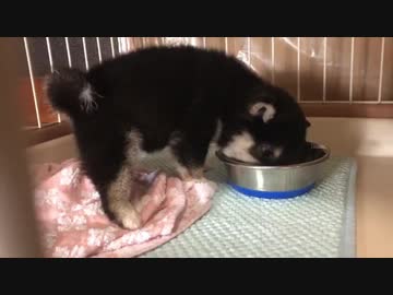 【豆柴】クチャラーだけど、不快感が一切ない子犬の食事シーン【ASMR】