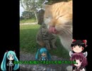 【ミクますの】琉球は悠久なり　その２【気分は上々】