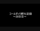 コールダック孵化記録28日目