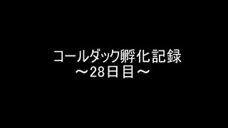 コールダック孵化記録28日目