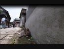 猫様防衛戦線　伊万里市大川内山