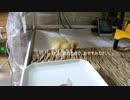 コールダック孵化介助ちぅVol.3