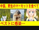 なぜ韓国の周辺国は迷惑国家ばかりなの？中国で野生のマーモットを食べてペストに感染！