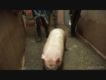 ホモと見る安倍政権.foodchain