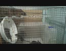 子ネズ、パニクる