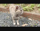 草うめぇ The grass is delicious
