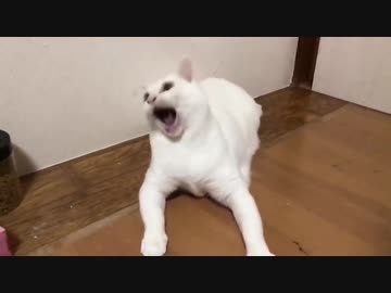 体重オーバーの白い珍獣(猫)、驚きのダイエット成果を披露する