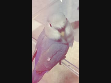 人気の こざくらいんこ 動画 493本 6 ニコニコ動画