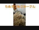 みーさんが寝てるだけ２