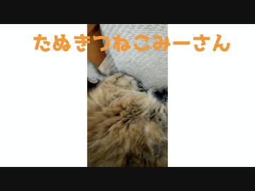 みーさんが寝てるだけ２