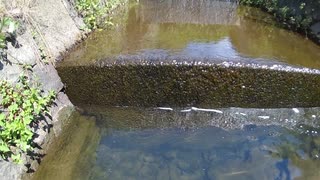 この画像の中にウシガエルがいます。分かりますか？【琵琶湖ガサガサ探検記④】