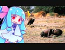 3分でわかる【ピューリッツァ賞受賞写真】(ハゲタカと少女)・ボイロ解説