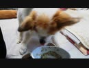 お食事中のワンコ（パピヨン） 5