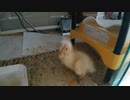 コールダック孵化介助ちぅVol.4