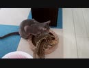 子猫と先住猫の長い鼻ちゅぅうううう