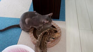 子猫と先住猫の長い鼻ちゅぅうううう