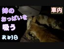 乳離れ出来ない猫が姉のおっぱいを飲む【野良猫の保護まであと3日】姉の母乳を飲む野良猫