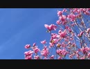 風見芳明