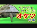 【クサガメカメコ】オケツ特集/亀のお尻好き集まれ！！カメコのお尻Only/Reeves turtle's bottom