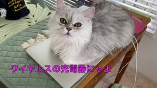かまってちゃんの猫が愛おしすぎる