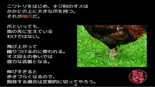 RPGアツマール　とりげっちゅ」を実況してみたの　３